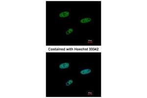 ICC/IF Image Immunofluorescence analysis of paraformaldehyde-fixed HeLa, using SAMHD1, antibody at 1:500 dilution. (SAMHD1 antibody  (Internal Region))