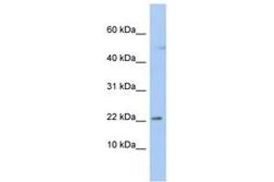 Image no. 1 for anti-Chromosome 19 Open Reading Frame 25 (C19orf25) (N-Term) antibody (ABIN6742475) (C19orf25 antibody  (N-Term))