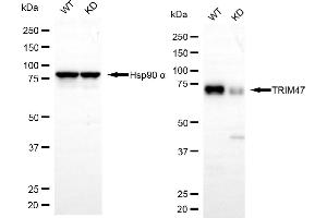 Western blotting analysis using TRIM47 antibody (ABIN7800636). (TRIM47 antibody)