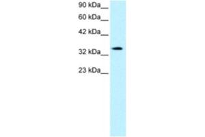 Western Blotting (WB) image for anti-PRKC, Apoptosis, WT1, Regulator (PAWR) antibody (ABIN2460550) (PAWR antibody)