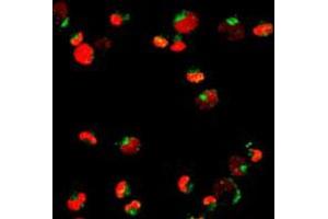 Immunofluorescent staining of NB4 cells using PML polyclonal antibody .