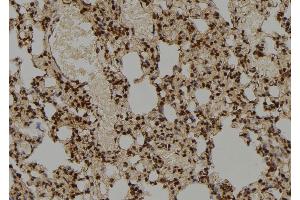 ABIN6276865 at 1/100 staining Rat lung tissue by IHC-P. (COPS5 antibody  (Internal Region))