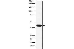 Western blot analysis of Biglycan expression in C2C12 cell lysate.