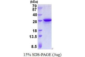 Image no. 1 for Mitochondrial Ribosomal Protein L28 (MRPL28) protein (His tag) (ABIN1098455) (MRPL28 Protein (His tag))