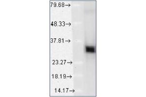 Western blot analysis of HO-1 using a 1/1000 dilution of Heme oxygenase 1 / HMOX1 Antibody Cat. (HMOX1 antibody  (N-Term))