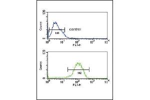 PYY Antibody (C-term) (ABIN651296 and ABIN2840175) flow cytometric analysis of MCF-7 cells (bottom histogram) compared to a negative control cell (top histogram).