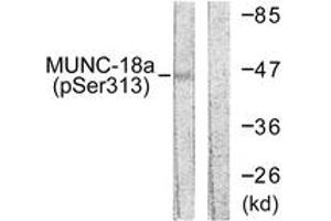 Western blot analysis of extracts from COS7 cells treated with PMA 125ng/ml 30', using MUNC-18a (Phospho-Ser313) Antibody. (STXBP1 antibody  (pSer313))