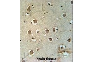 MTCH2 Antibody (N-term) (ABIN651683 and ABIN2840360) immunohistochemistry analysis in formalin fixed and paraffin embedded human brain tissue followed by peroxidase conjugation of the secondary antibody and DAB staining. (MTCH2 antibody  (N-Term))