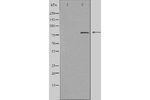Western blot analysis of extracts from COS cells, using ZC11A antibody. (ZC3H11A antibody  (C-Term))
