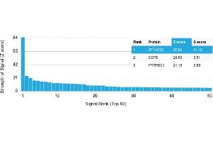 Analysis of Protein Array containing more than 19,000 full-length human proteins using ZFYVE28 Mouse Monoclonal Antibody (LST2/2426) Z- and S- Score: The Z-score represents the strength of a signal that a monoclonal antibody (Monoclonal Antibody) (in combination with a fluorescently-tagged anti-IgG secondary antibody) produces when binding to a particular protein on the HuProtTM array. (ZFYVE28 antibody)