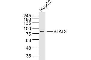 HepG2 Cell lysates; probed with STAT3 (3F5) Monoclonal Antibody, unconjugated (bsm-33218M) at 1:300 overnight at 4°C followed by a conjugated secondary antibody for 60 minutes at 37°C. (STAT3 antibody)