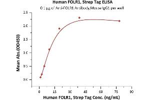 Immobilized A Antibody,Mouse IgG1 at 1 μg/mL (100 μL/well) can bind Human FOLR1, Strep Tag (ABIN2181116,ABIN2181115,ABIN6810020) with a linear range of 1-20 ng/mL (Routinely tested). (FOLR1 Protein (AA 25-233) (Strep Tag))