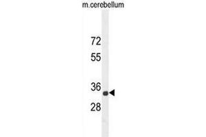 CADM1 Antibody (N-term) western blot analysis in mouse cerebellum tissue lysates (35µg/lane).