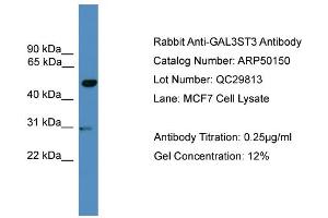 WB Suggested Anti-GAL3ST3  Antibody Titration: 0.