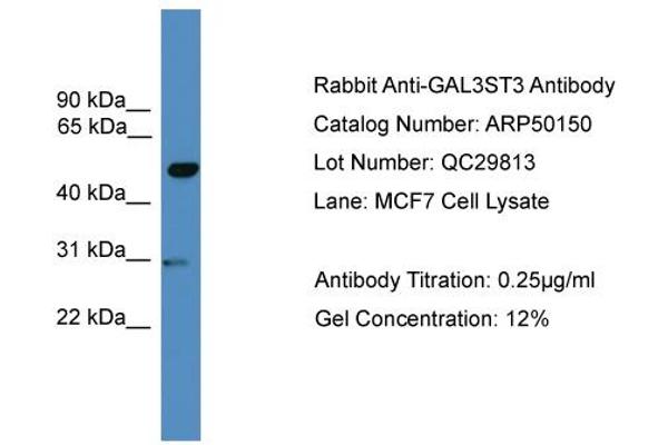 GAL3ST3 antibody  (Middle Region)