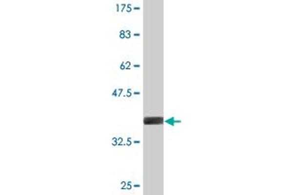ADAM20 antibody  (AA 268-358)