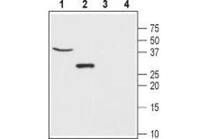 Western blot analysis of mouse brain (lanes 1 and 3) and rat lung (lanes 2 and 4) lysates: - 1,2. (CLIC5 antibody  (C-Term, Intracellular))