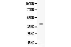 Western blot analysis of CD48 expression in CEM whole cell lysates ( Lane 1). (CD48 antibody  (AA 51-146))