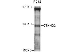 Western blot analysis of extracts of PC-12 cells, using CTNND2 antibody (ABIN6293310) at 1:3000 dilution.