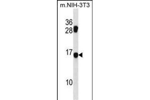 MDS1 Antibody (Center) (ABIN1538639 and ABIN2850509) western blot analysis in mouse NIH-3T3 cell line lysates (35 μg/lane). (MECOM antibody  (AA 81-109))