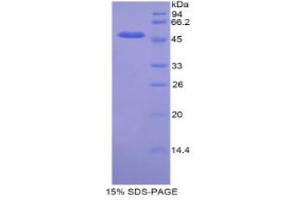 SDS-PAGE analysis of Mouse KIF5A Protein.