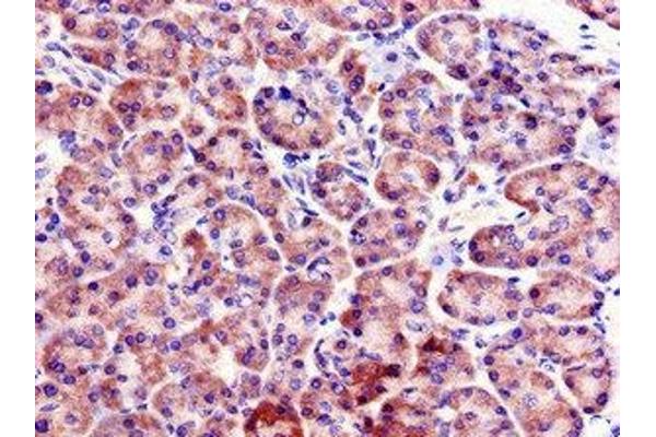 FBXO9 antibody  (AA 13-111)