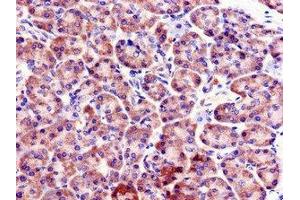 Immunohistochemistry of paraffin-embedded human pancreatic tissue using ABIN7152451 at dilution of 1:100