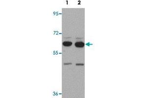 Western blot analysis of SH3RF2 in NIH/3T3 cell lysate with SH3RF2 polyclonal antibody  at (1) 1 and (2) 2 ug/mL.