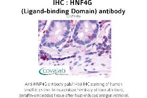 Image no. 1 for anti-Hepatocyte Nuclear Factor 4 gamma (HNF4G) antibody (ABIN1735521) (HNF4 gamma antibody)