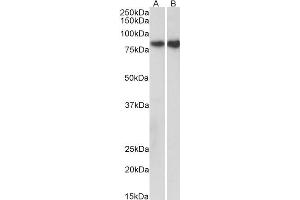ABIN870690 (0. (E-cadherin antibody  (AA 662-675))