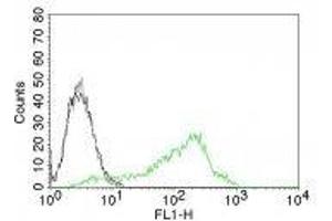Image no. 3 for anti-Nucleolin (NCL) antibody (ABIN6166144)