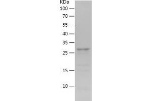 Western Blotting (WB) image for Oxyntomodulin (OXM) (AA 53-89) protein (His-IF2DI Tag) (ABIN7124289) (OXM Protein (AA 53-89) (His-IF2DI Tag))