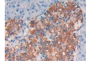 Detection of EGF in Human Pancreas Tissue using Polyclonal Antibody to Epidermal Growth Factor (EGF) (EGF antibody  (AA 609-751))