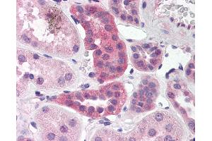 Anti-RPAIN antibody IHC of human kidney. (RPAIN antibody  (C-Term))