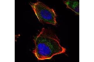 Immunofluorescence analysis of U251 cells using HAS1 monoclonal antibody, clone 3E10  (green) .