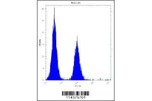 hGCN5 antibody flow cytometric analysis of Neuro-2a cells (right histogram) compared to a negative control (left histogram). (KAT2A antibody  (AA 807-837))