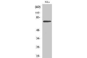 Western Blotting (WB) image for anti-T-Box 2 (TBX2) (Internal Region) antibody (ABIN3177641)