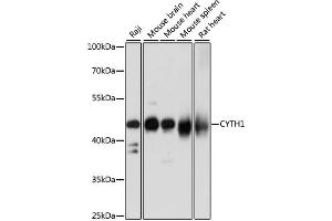 Western blot analysis of extracts of various cell lines, using CYTH1 antibody (ABIN7266661) at 1:1000 dilution. (Cytohesin 1 antibody  (AA 1-70))
