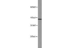 Western Blotting (WB) image for Myostatin (MSTN) ELISA Kit (ABIN1116102) (MSTN ELISA Kit)