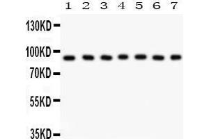 Anti- MSK1 Picoband antibody, Western blotting All lanes: Anti MSK1  at 0. (MSK1 antibody  (AA 540-665))