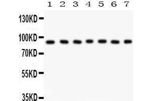 Anti- MSK1 Picoband antibody, Western blotting All lanes: Anti MSK1  at 0.