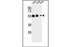 Western blot analysis of GALR1 Antibody (Center) in K562, CEM, Hela cell line lysates (35ug/lane).