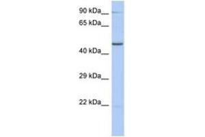 Image no. 1 for anti-Zinc Finger Protein 669 (ZNF669) (AA 107-156) antibody (ABIN6742640) (ZNF669 antibody  (AA 107-156))