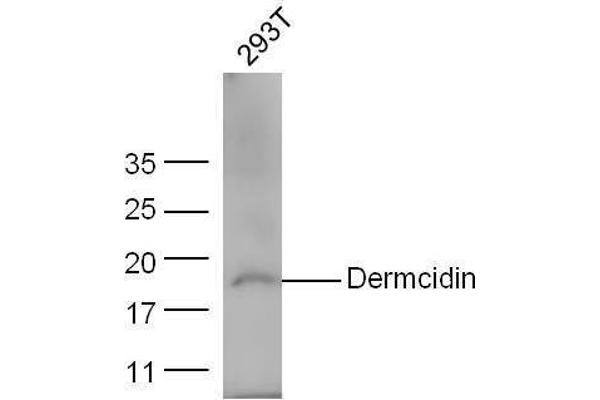 Dermcidin 抗体  (AA 63-109)