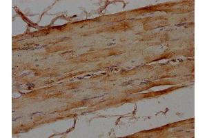IHC image of ABIN7160070 diluted at 1:100 and staining in paraffin-embedded human skeletal muscle tissue performed on a Leica BondTM system. (MAP4K4 antibody  (AA 866-1104))