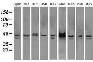 Western blot analysis of extracts (35 µg) from 9 different cell lines by using anti-SSB monoclonal antibody. (SSB antibody)