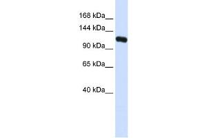 WB Suggested Anti-KIF5C Antibody Titration: 0. (KIF5C antibody  (N-Term))
