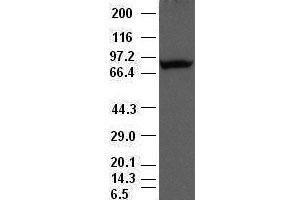 Periostin antibody (47) at 1:500 dilution + lysate from HeLa cells transfected with human periostin gene expression vector (Periostin antibody  (AA 1-230))