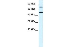 CHML antibody (70R-10536) used at 0. (CHML antibody  (N-Term))