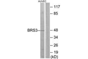 Western blot analysis of extracts from HuvEc cells, using BRS3 Antibody.